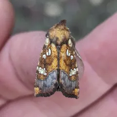 Northwestern Umbel Borer Moth thumbnail 1