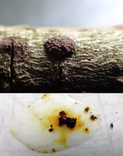 Hypoxylon perforatum thumbnail 2