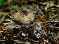 Psathyrella septentrionalis thumbnail 1