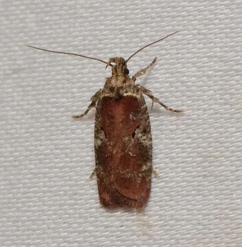 Agonopterix lythrella