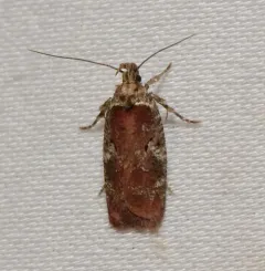 Agonopterix lythrella thumbnail 1