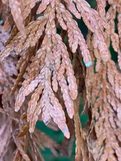 Pestalotiopsis Tip Blight thumbnail 3