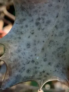 Holly Speckle thumbnail 2