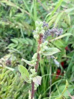 rough rattlesnake root thumbnail 3