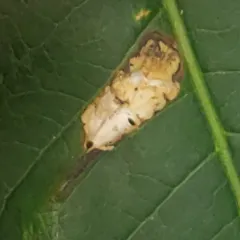 Sumac Leaf Blotch Miner Moth thumbnail 4