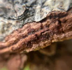 Tree Bacon thumbnail 4