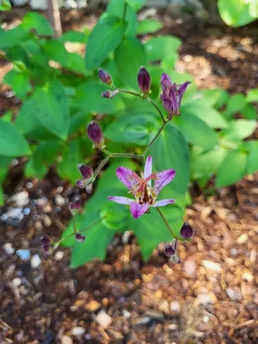 toad lily