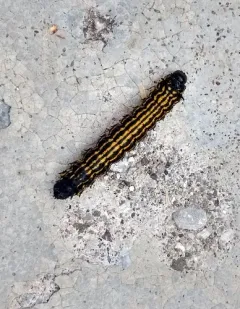 Hornless Oakworm Moth thumbnail 2