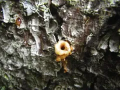Spruce Bark Beetle thumbnail 4