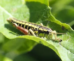 Bristly Grasshopper thumbnail 4