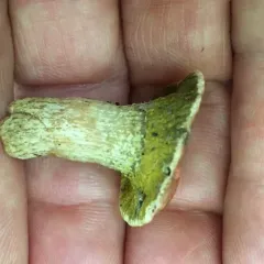 Yellow-green Russula Mold thumbnail 4