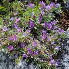 Spiny Milkvetch thumbnail 4