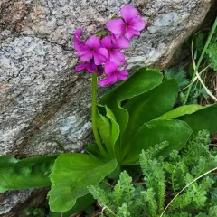 Parry's primrose thumbnail 3