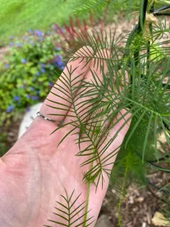 Cypress Vine thumbnail 2