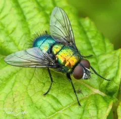 Marsh Greenbottle Fly thumbnail 3