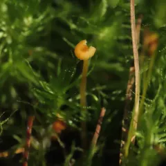 Orange Moss Navel thumbnail 4