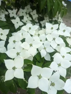 kousa dogwood thumbnail 4