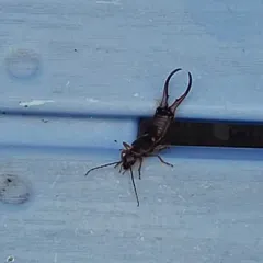 European Earwig thumbnail 3