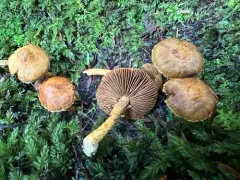 Inocybe subochracea thumbnail 2
