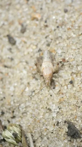 Reluctant Scaly Cricket