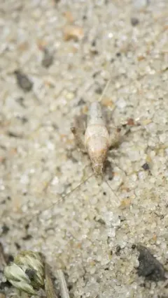 Reluctant Scaly Cricket thumbnail 1