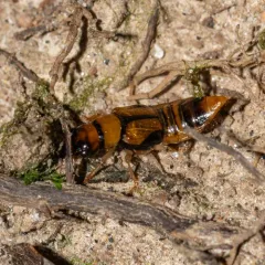 Oxyporus vittatus thumbnail 4