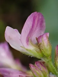 trailing lespedeza thumbnail 1