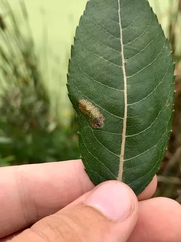 Phyllonorycter salicifoliella