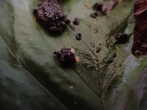 Boubovia luteola