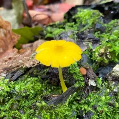 Yellow Deer Mushroom thumbnail 2
