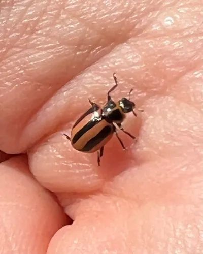 Broad-striped Lady Beetle