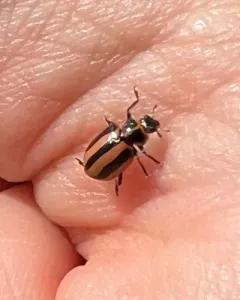 Broad-striped Lady Beetle thumbnail 1