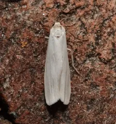 Pearly-winged Lichen Moth thumbnail 4