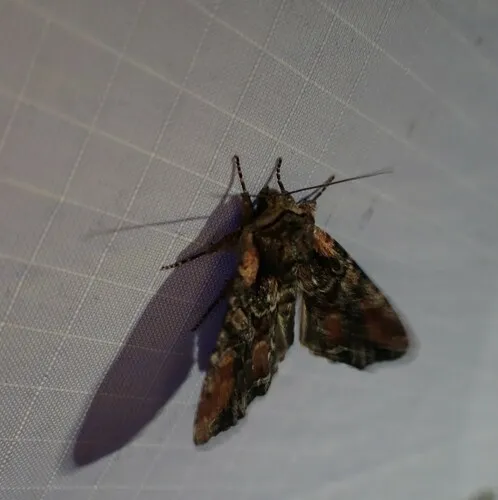 Nevada Arches Moth