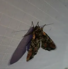 Nevada Arches Moth thumbnail 1
