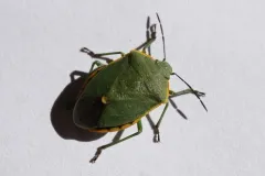 Chlorochroa rossiana thumbnail 4
