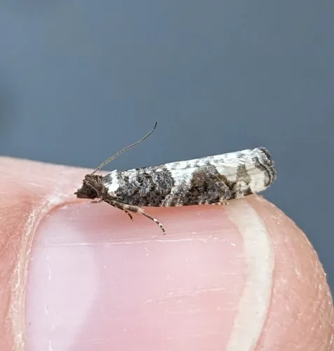 Epinotia lomonana