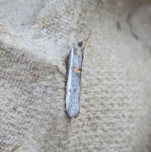 Gold-banded Etiella Moth