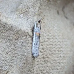 Gold-banded Etiella Moth thumbnail 1
