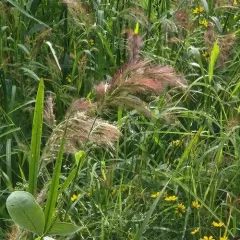 Walter's barnyard grass thumbnail 4