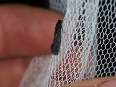 Elatobia montelliella thumbnail 3