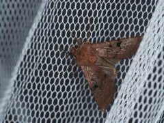 Oregon Dart thumbnail 3