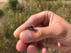 Euphoria pilipennis thumbnail 2
