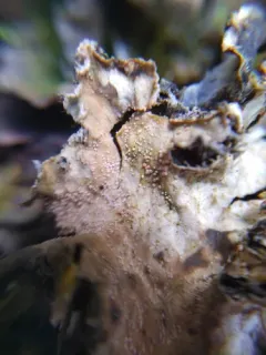 Lasionectria lecanodes thumbnail 1