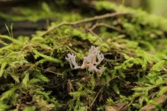 lilac coral fungus thumbnail 2