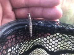 Agile Ground Mantis thumbnail 2