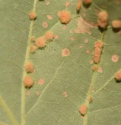 oak flake gall wasp thumbnail 2