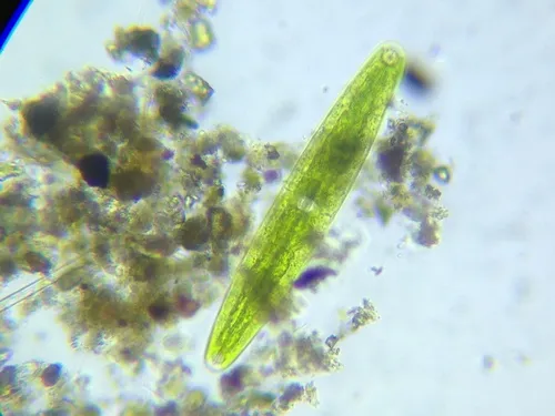Closterium closterioides