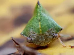 Palonica viridia thumbnail 2