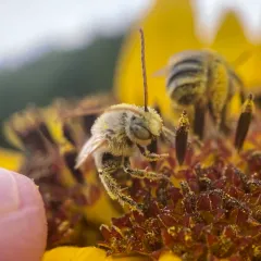 Agile Longhorn Bee thumbnail 1